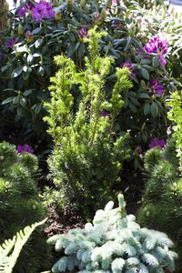 HILLS YEW 40 CM - image 3