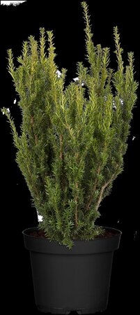 HILLS YEW 40 CM - image 4