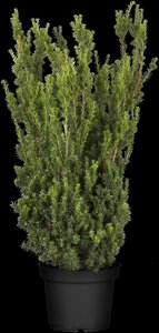 HILLS YEW 40 CM - image 5