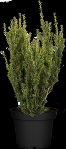 HILLS YEW 50 CM - image 4
