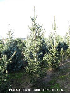 HILLSIDE UPRIGHT NORWAY SPRUCE 125CM BB