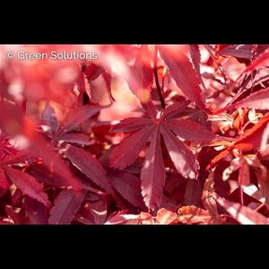 HIME SHOJO JAPANESE MAPLE 60CM