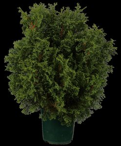 HINOKI FALSE CYPRESS 125CM - image 5