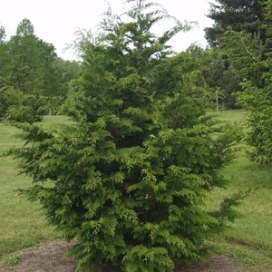 HINOKI FALSE CYPRESS 125CM
