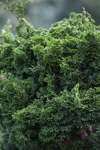 HINOKI FALSECYPRESS 150CM  - image 5