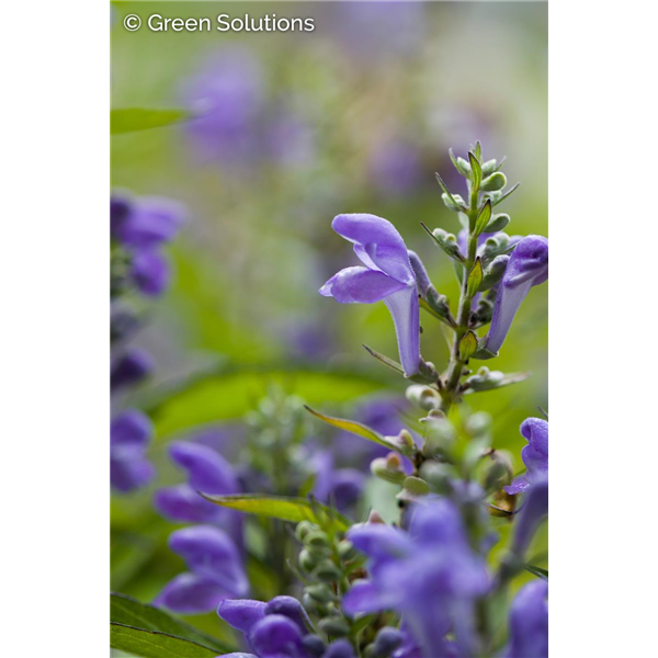 HOARY SKULLCAP 2G
