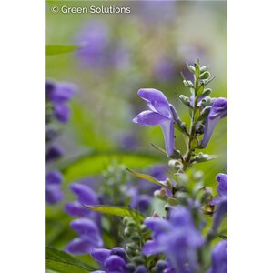 HOARY SKULLCAP 2G