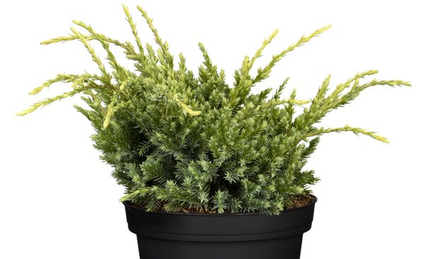 HOLGER JUNIPER 20 CM - image 1