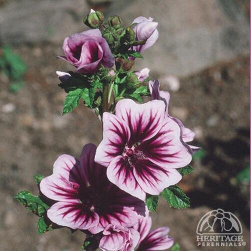 HOLLYHOCK/ZEBRA MALLOW ZEBRINA 1G