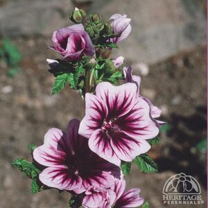 HOLLYHOCK/ZEBRA MALLOW ZEBRINA 1G