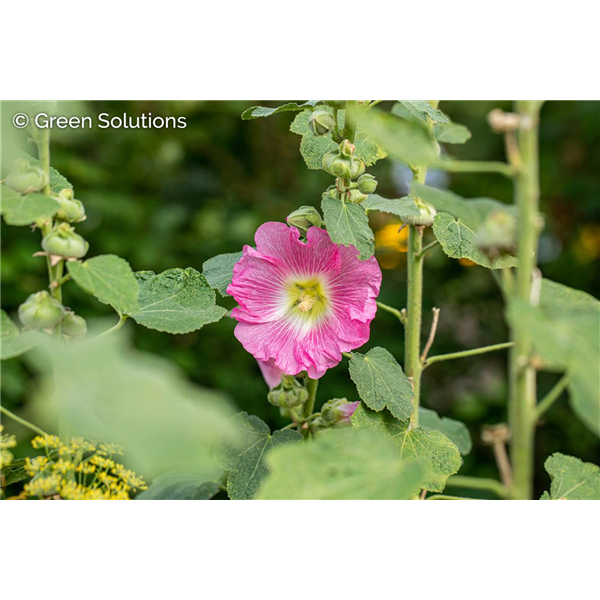 HOLLYHOCKS LAS VEGAS 1G