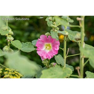HOLLYHOCKS LAS VEGAS 1G