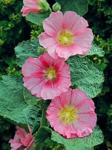 HOLLYHOCKS RADIANT ROSE 1G