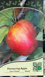 HONEY CRISP APPLE 100CM