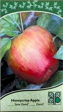 HONEY CRISP APPLE 120CM - image 1