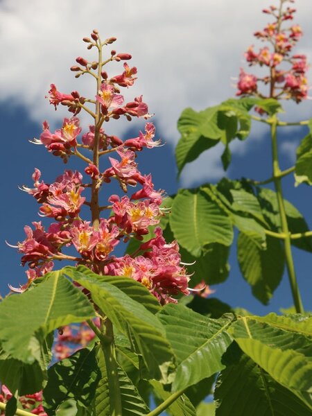 HORSE CHESTNUT FORT MCNAIR 35MM (275 CM)