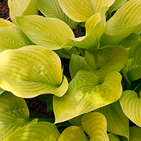 HOSTA AGE OF GOLD 2G