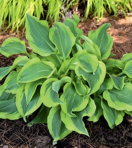 HOSTA ATLANTIS 2G