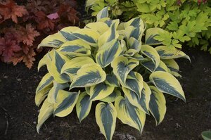 HOSTA AUTUMN FROST 1G