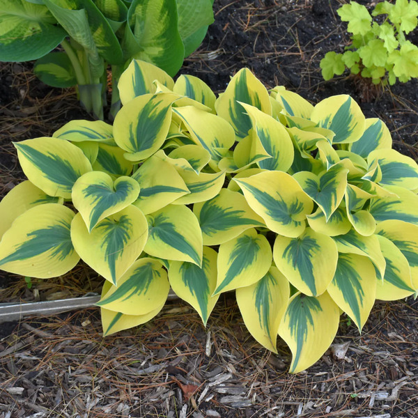 HOSTA AUTUMN FROST 8IN PW