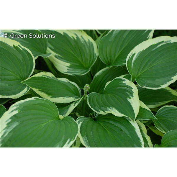 HOSTA BEN VERNOY 1G