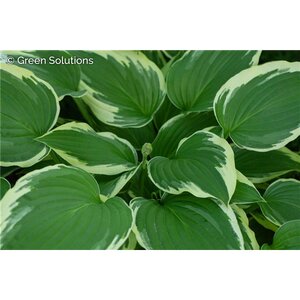 HOSTA BEN VERNOY 1G