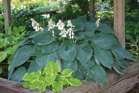 HOSTA BLUE ANGEL 1G