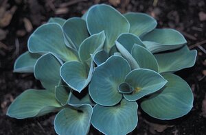 HOSTA BLUE MOUSE EARS 1G