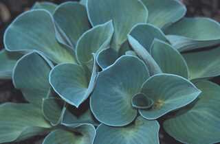 HOSTA BLUE MOUSE EARS 3IN (S) blueish green