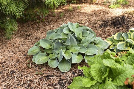 HOSTA BLUE MOUSE EARS 4IN