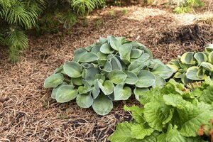 HOSTA BLUE MOUSE EARS 4IN