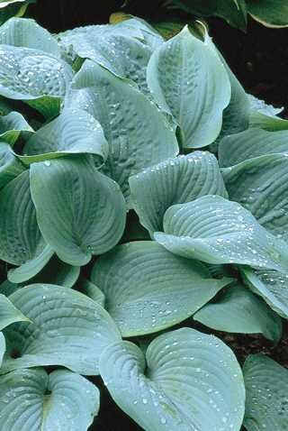 HOSTA CANADIAN BLUE 1G