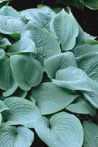 HOSTA CANADIAN BLUE 1G