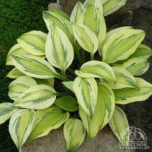 HOSTA CAPTAIN'S ADVENTURE 1G