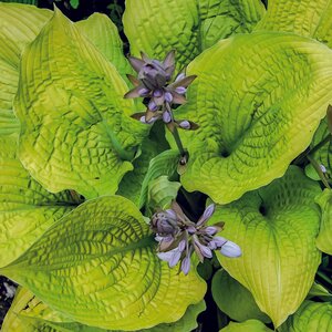 HOSTA COAST TO COAST 8INCH PW