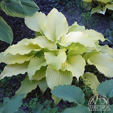 HOSTA DANCING QUEEN 1G