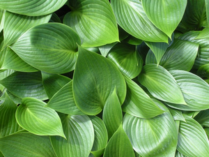 HOSTA DEVON GREEN 1G