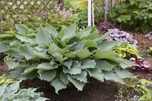 HOSTA DIAMOND LAKE 1G