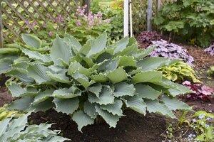 HOSTA DIAMOND LAKE 1G