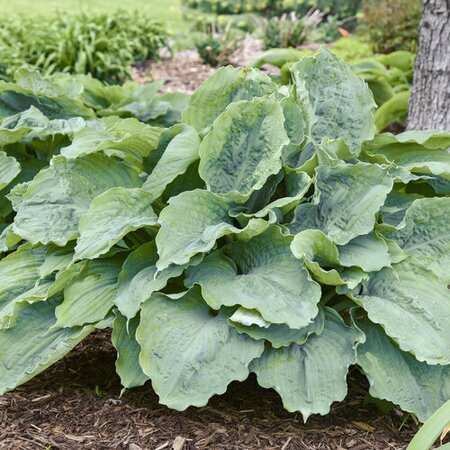 HOSTA DIAMOND LAKE 8INCH PW