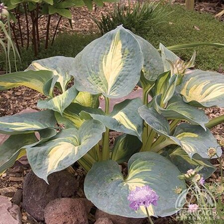 HOSTA DREAM WEAVER 1G