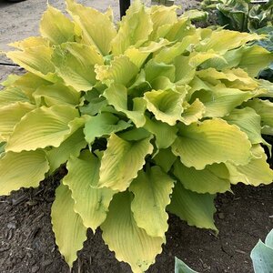 HOSTA ECHO THE SUN 8INCH