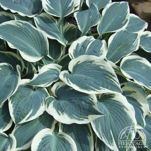 HOSTA EL NINO 1G