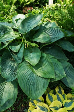 HOSTA EMPRESS WU 1G