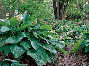 HOSTA EMPRESS WU PW 2G