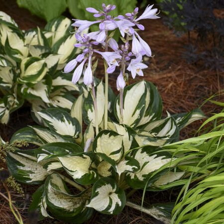 HOSTA FIRE AND ICE 1G