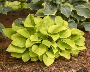HOSTA FIRE ISLAND 1G - image 2