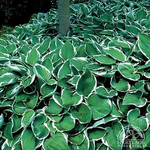 HOSTA FRANCEE 1G