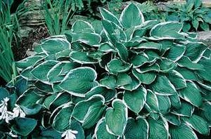 HOSTA FRANCEE 2G