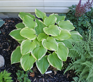 HOSTA FROZEN MARGARITA 1G